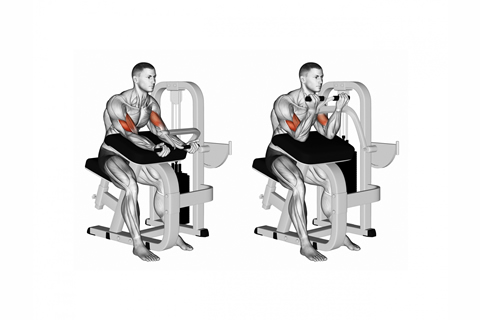 Biceps Presses On Machine
