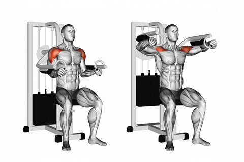 Reverse Biceps