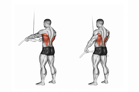 Reverse Tricep Pull-Downs