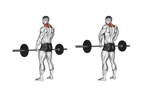 Shrugs Training